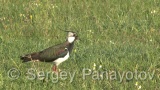 Video of Northern Lapwing - Northern Lapwing in the grass and lake